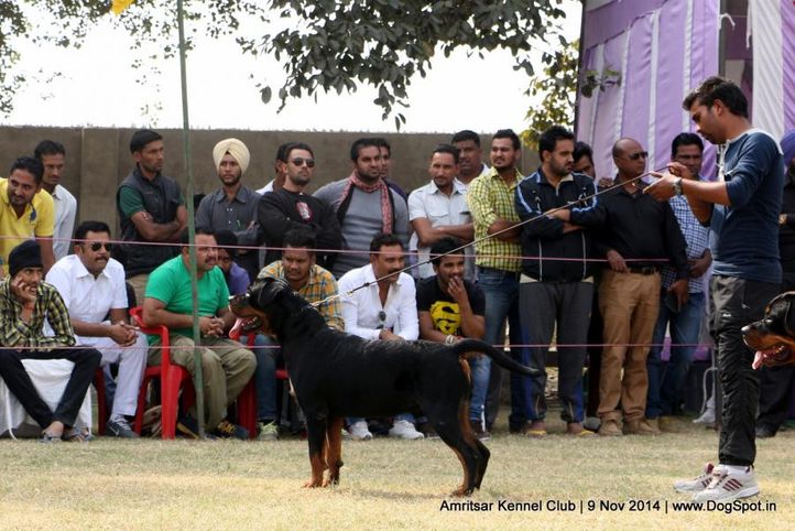 rottweiler,sw-135,, Amritsar Kennel Club, DogSpot.in
