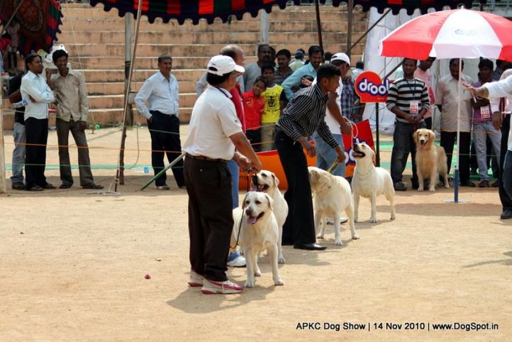 labrador,, APKC Hyderabad, DogSpot.in