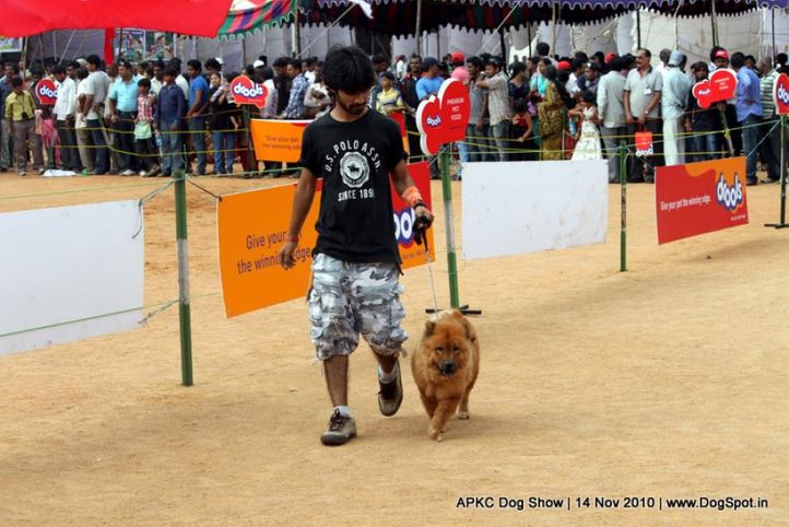 chow chow,sw-11,ex-109,, AHLAWAT'S VILU, Chow Chow, DogSpot.in