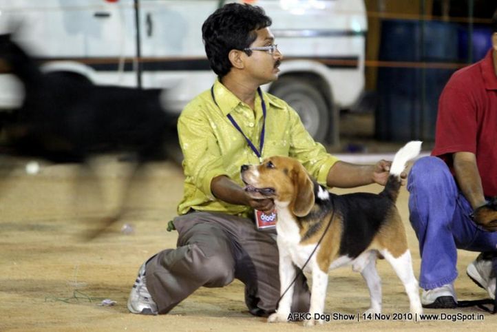 beagle,, APKC Hyderabad, DogSpot.in