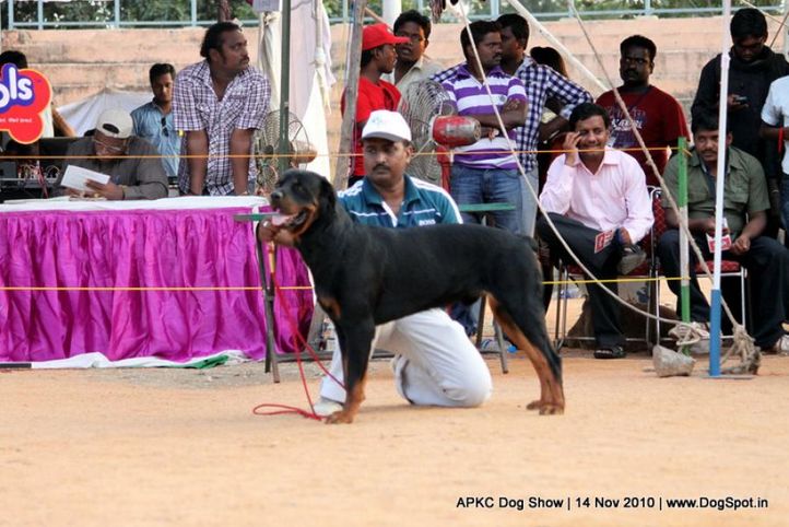rottweiler,, APKC Hyderabad, DogSpot.in