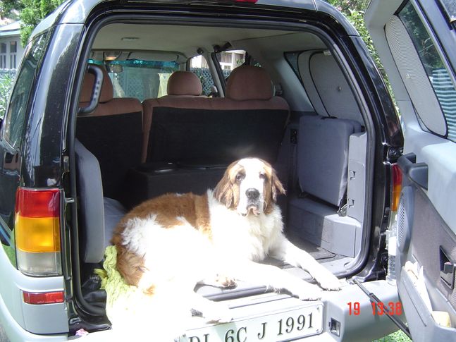 , Ballu after his bath, going for a drive, DogSpot.in