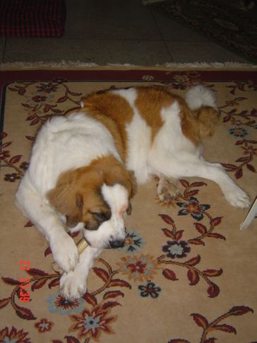 , Ballu chewing on his bone, DogSpot.in