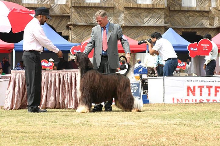 afghan,ex-85,sw-12,, IN. CH AUST. CH. SATANG TOPHAT NTAILS, Afghan Hound, DogSpot.in