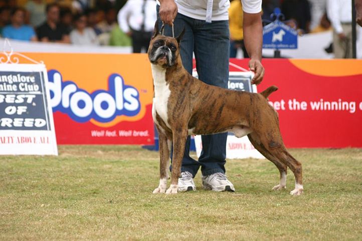 boxer,ex-242,sw-12, IND. KOR. CH. ORANGE BOXER N CONQUEST'S FIRST, Boxer, DogSpot.in