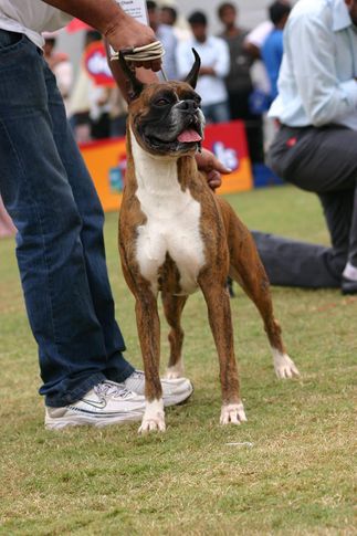 boxer,ex-242,sw-12, IND. KOR. CH. ORANGE BOXER N CONQUEST'S FIRST, Boxer, DogSpot.in
