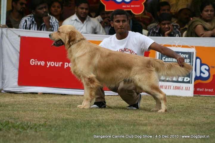 golden,sw-12,, Bangalore 2010, DogSpot.in
