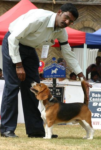 beagle,sw-12,, Bangalore 2010, DogSpot.in