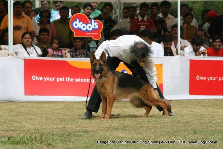 gsd,sw-12,, Bangalore 2010, DogSpot.in