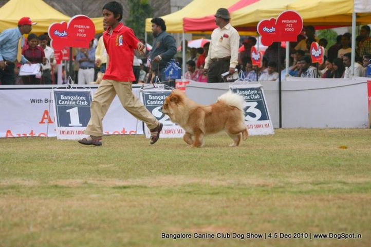 handling children,sw-12,, Bangalore 2010, DogSpot.in