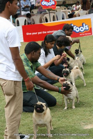 pug,sw-12,, Bangalore 2010, DogSpot.in