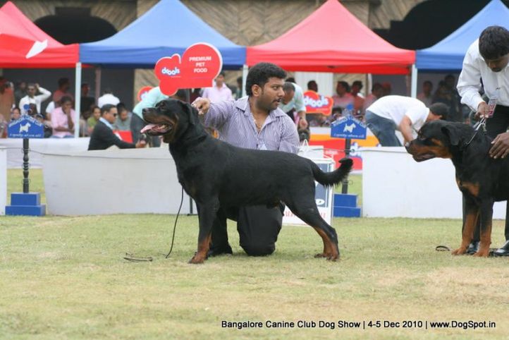 rottweiler,sw-12,, Bangalore 2010, DogSpot.in