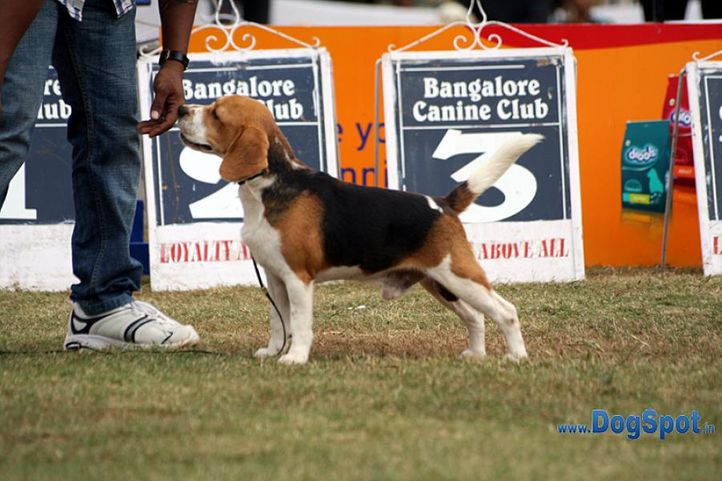 beagle,ex-112,sw-12,, SANRAMS JACKSON, Beagle, DogSpot.in