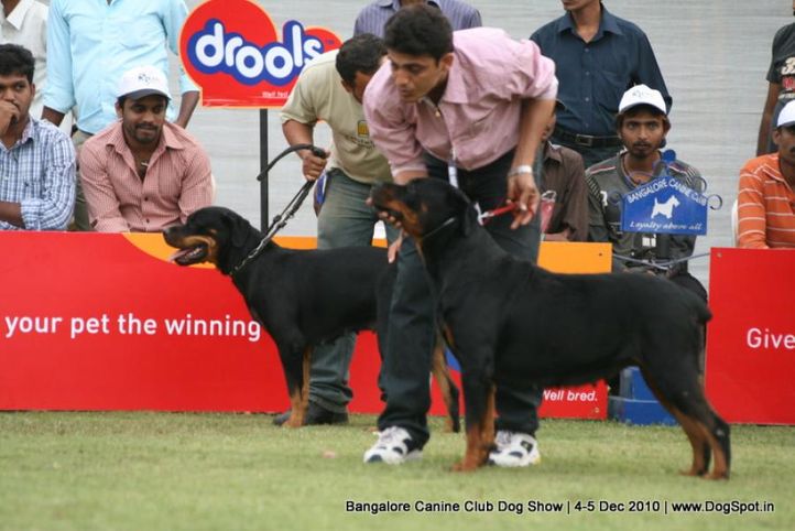 ex-341,rottweiler,sw-12,, SIMPLY UNSTOPPABLE, Rottweiler, DogSpot.in