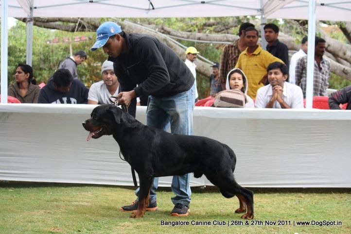 sw-49,, Bangalore Canine  Club 2011, DogSpot.in