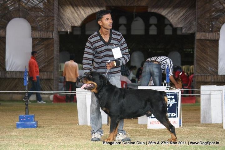 sw-49,, Bangalore Canine  Club 2011, DogSpot.in