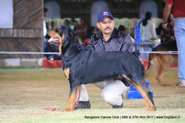 rottwieler,sw-49,, Bangalore Canine  Club 2011, DogSpot.in