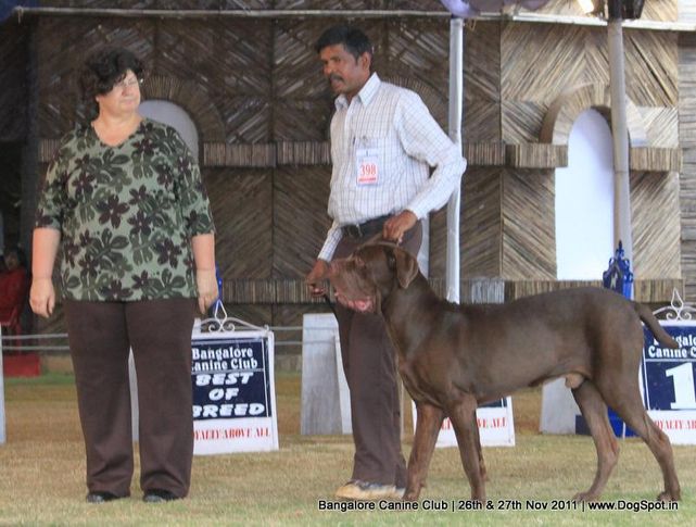 ex-398,mastiff,sw-49,, Bangalore Canine  Club 2011, DogSpot.in