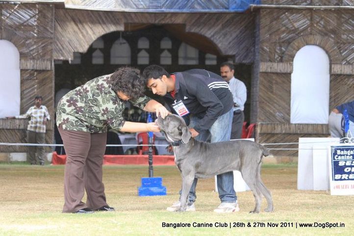 ex-400,mastiff,sw-49,, Bangalore Canine  Club 2011, DogSpot.in