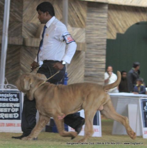 ex-402,mastiff,sw-49,, Bangalore Canine  Club 2011, DogSpot.in
