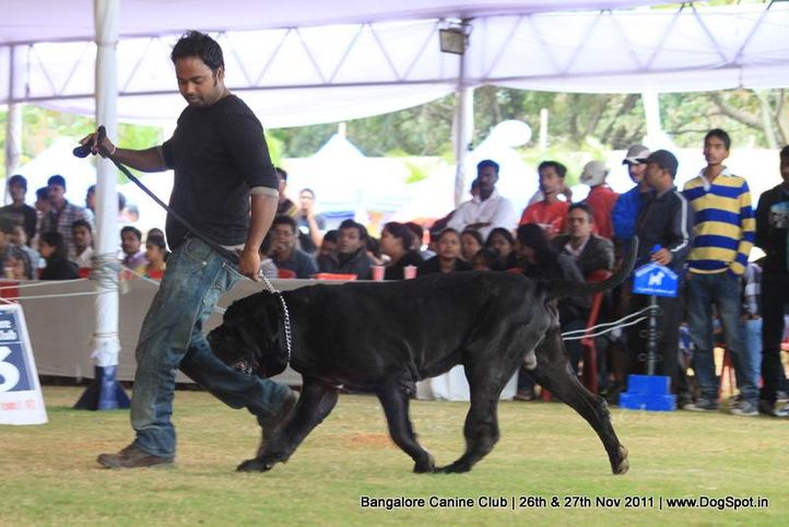 mastiff,sw-49,, Bangalore Canine  Club 2011, DogSpot.in