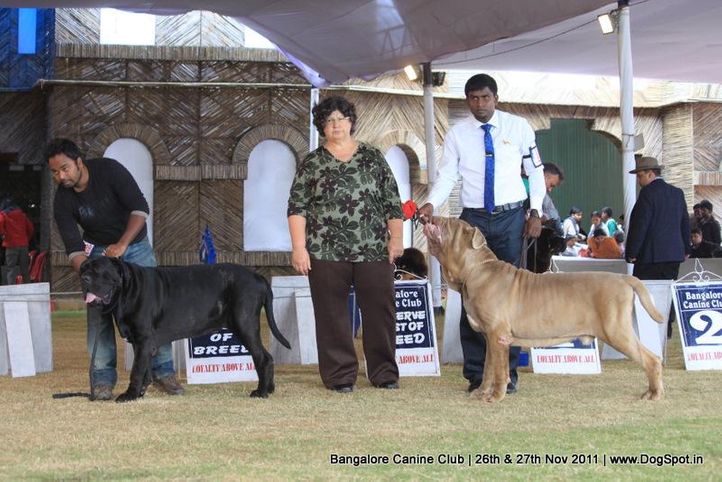 ex-402,mastiff,sw-49,, Bangalore Canine  Club 2011, DogSpot.in