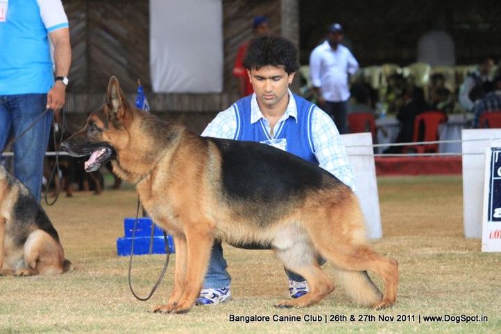 gsd,sw-49,, Bangalore Canine  Club 2011, DogSpot.in