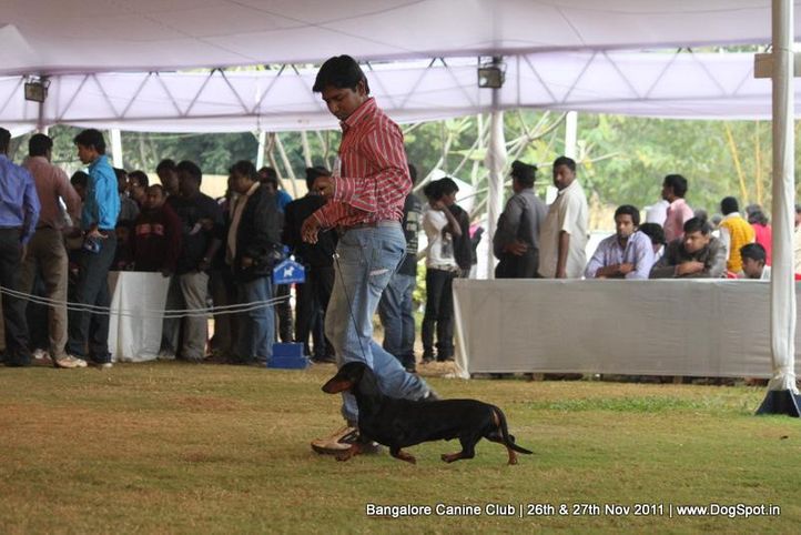 dachshund,sw-49,, Bangalore Canine  Club 2011, DogSpot.in
