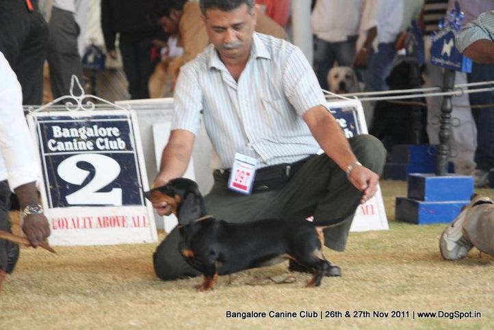 dachshund,ex-97,sw-49,, Bangalore Canine  Club 2011, DogSpot.in