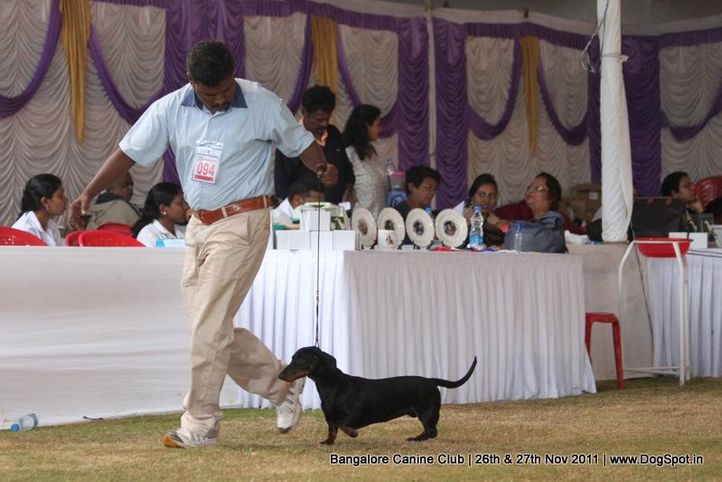 dachshund,ex-94,sw-49,, Bangalore Canine  Club 2011, DogSpot.in