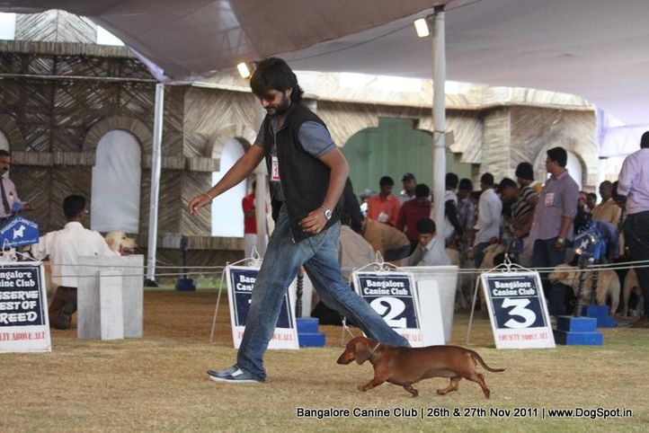 dachshund,sw-49,, Bangalore Canine  Club 2011, DogSpot.in