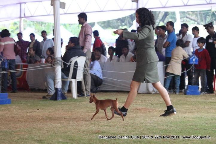 ex-9,minpin,sw-49,, Bangalore Canine  Club 2011, DogSpot.in