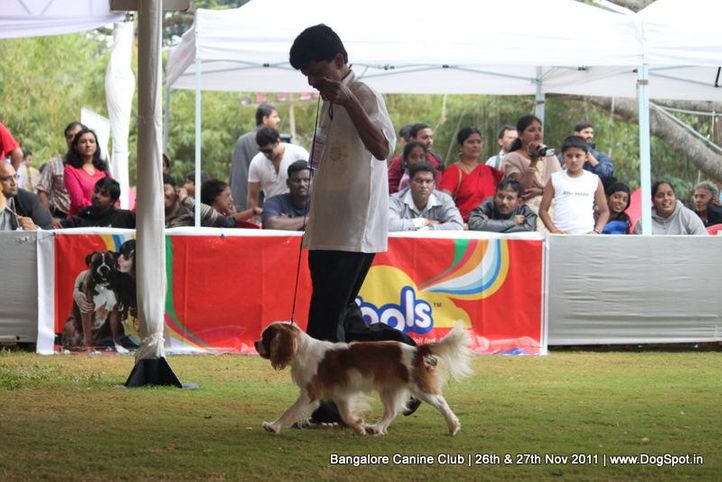 king charles spaniel,sw-49,, Bangalore Canine  Club 2011, DogSpot.in
