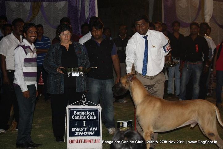 line-up,sw-49,, Bangalore Canine  Club 2011, DogSpot.in