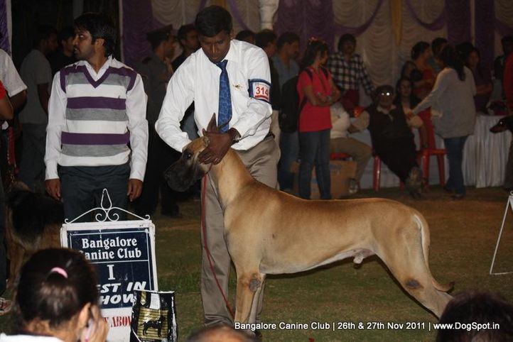 line-up,sw-49,, Bangalore Canine  Club 2011, DogSpot.in