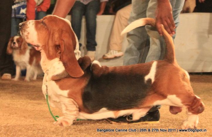 basset hound,line-up,sw-49,, Bangalore Canine  Club 2011, DogSpot.in