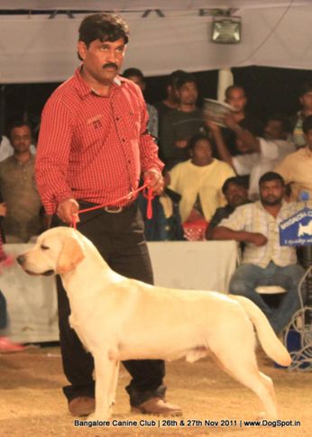 lab,line-up,sw-49,, Bangalore Canine  Club 2011, DogSpot.in