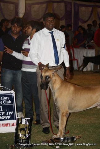 greatdane,line-up,sw-49,, Bangalore Canine  Club 2011, DogSpot.in