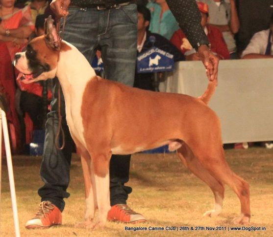 boxer,line-up,sw-49,, Bangalore Canine  Club 2011, DogSpot.in