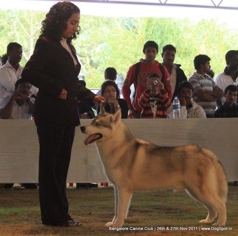 siberian husky,sw-49,, Bangalore Canine  Club 2011, DogSpot.in