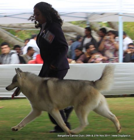 ex-406,siberian husky,sw-49,, Bangalore Canine  Club 2011, DogSpot.in