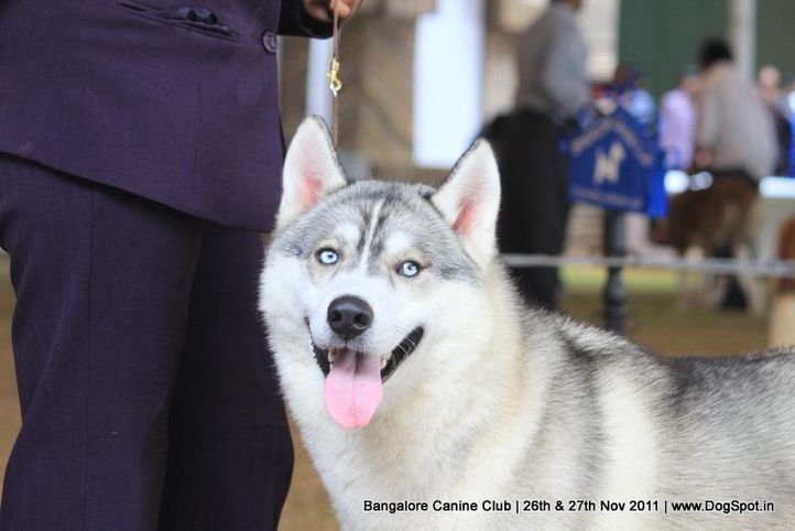 ex-406,siberian husky,sw-49,, Bangalore Canine  Club 2011, DogSpot.in