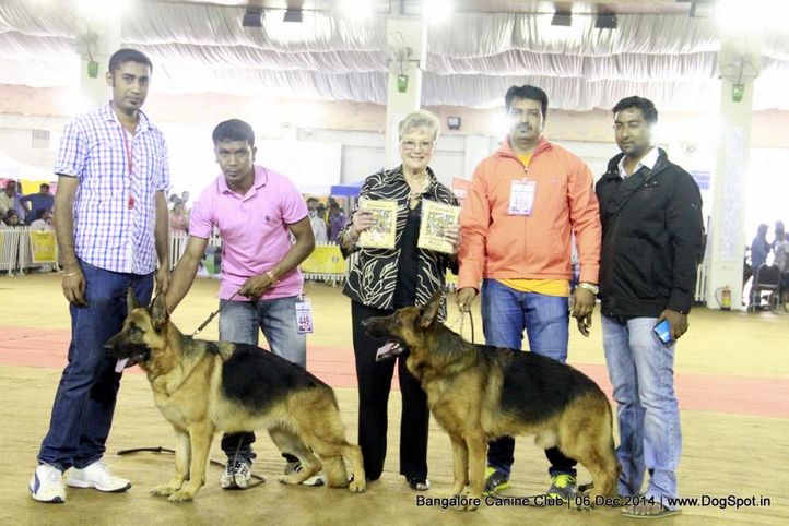 bob,ex-414,ex-449,german shepherd,rbob,sw-138,, Bangalore Canine Club 2014, DogSpot.in