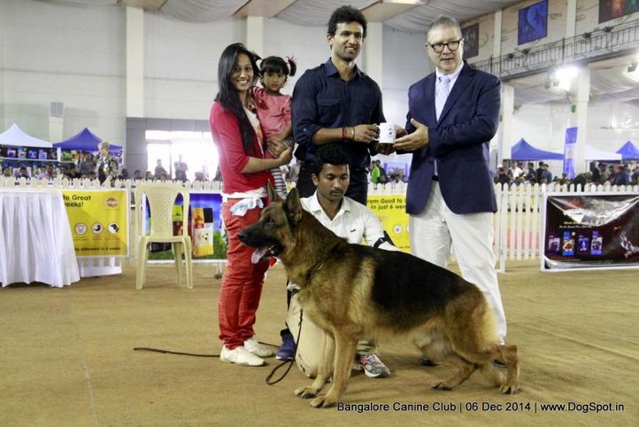 bob,ex-445,german shepherd,rbob,sw-138,, Bangalore Canine Club 2014, DogSpot.in