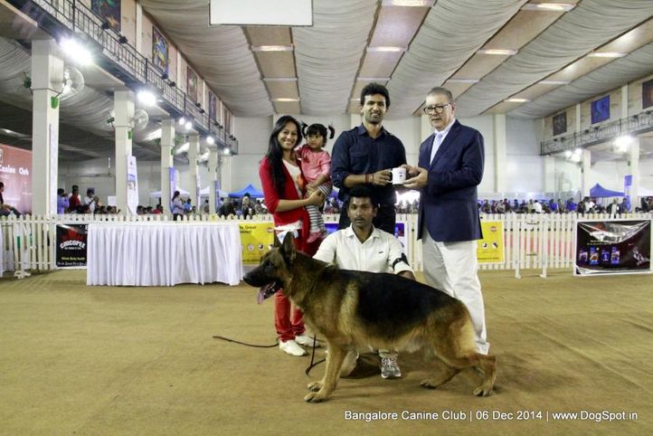 bob,ex-445,german shepherd,rbob,sw-138,, Bangalore Canine Club 2014, DogSpot.in