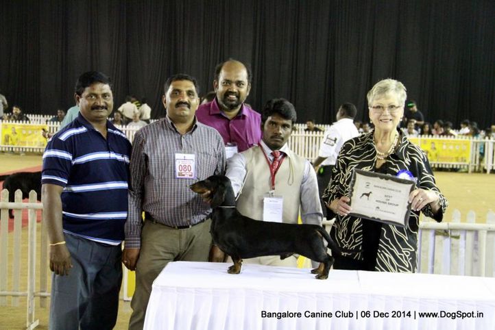 bob,dachshund,ex-84,rbob,sw-138,, Bangalore Canine Club 2014, DogSpot.in