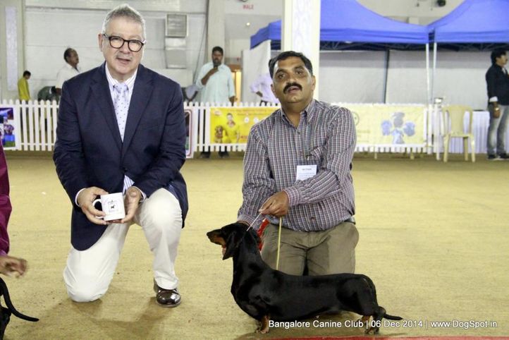 bob,dachshund,rbob,sw-138,, Bangalore Canine Club 2014, DogSpot.in