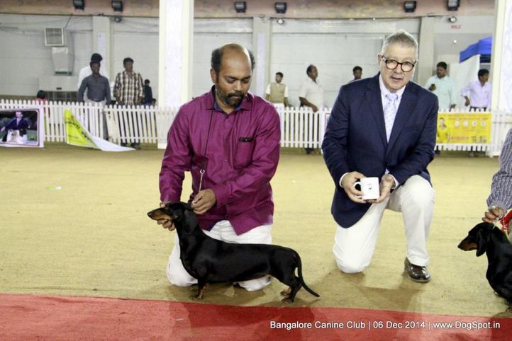 bob,dachshund,rbob,sw-138,, Bangalore Canine Club 2014, DogSpot.in