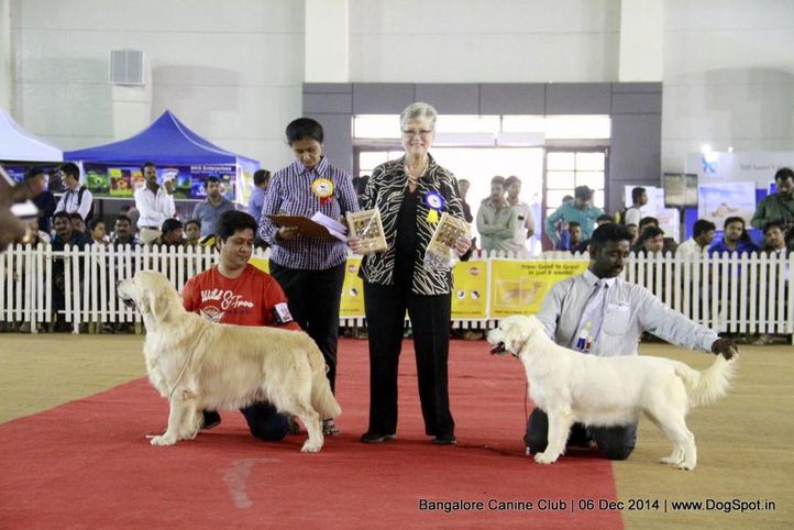 bob,ex-160,golden retriever,rbob,sw-138,, Bangalore Canine Club 2014, DogSpot.in