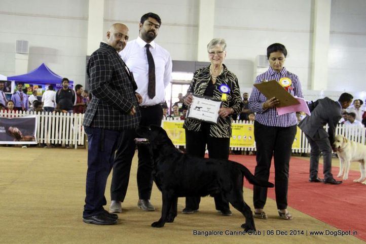 bob,ex-181,labrador retriever,sw-138,, Bangalore Canine Club 2014, DogSpot.in